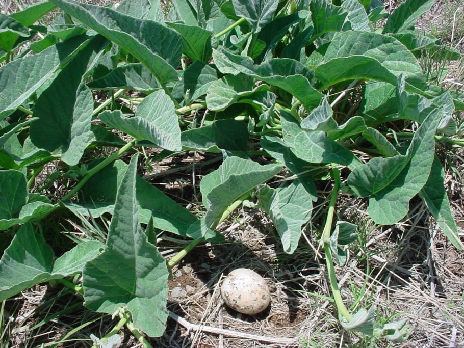 Cucurbita foetidissima