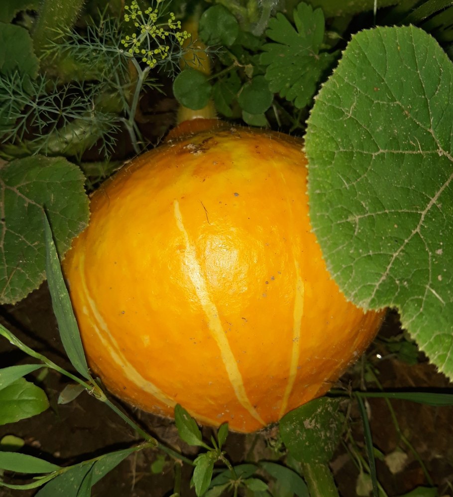 Прикольная тыква