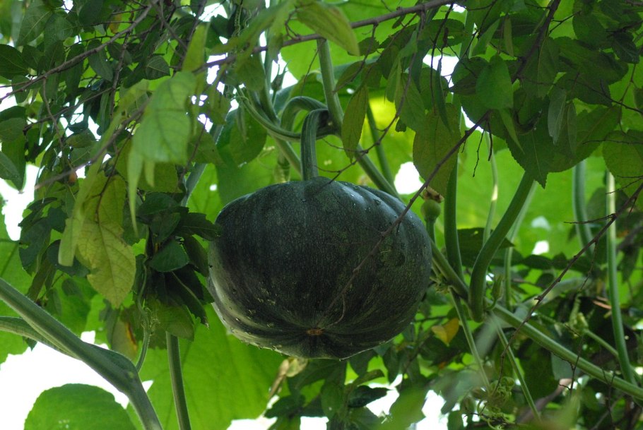 Тыква украшения сада семена