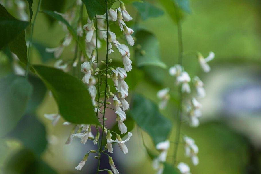 Американская акация