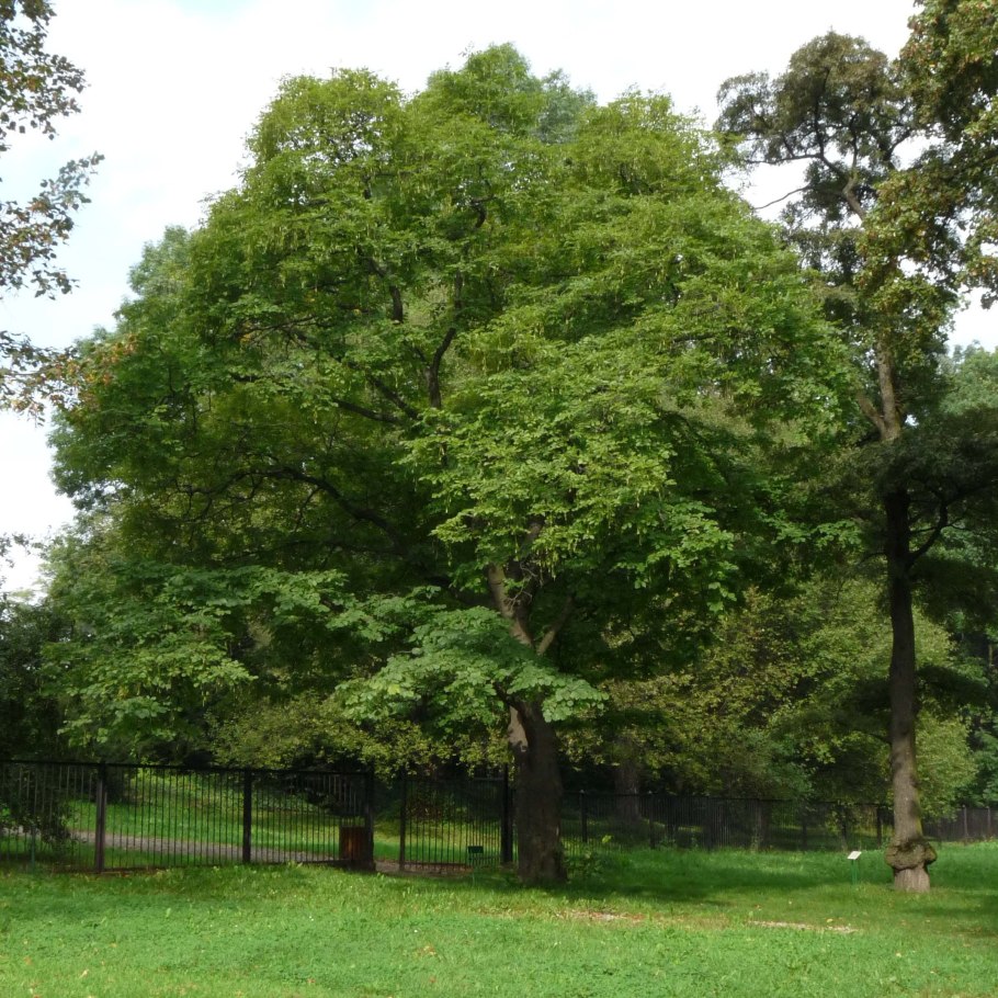 Липа мелколистная tilia cordata