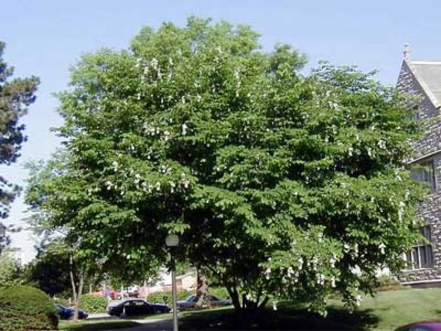 Белая Акация (Робиния псевдоакация)