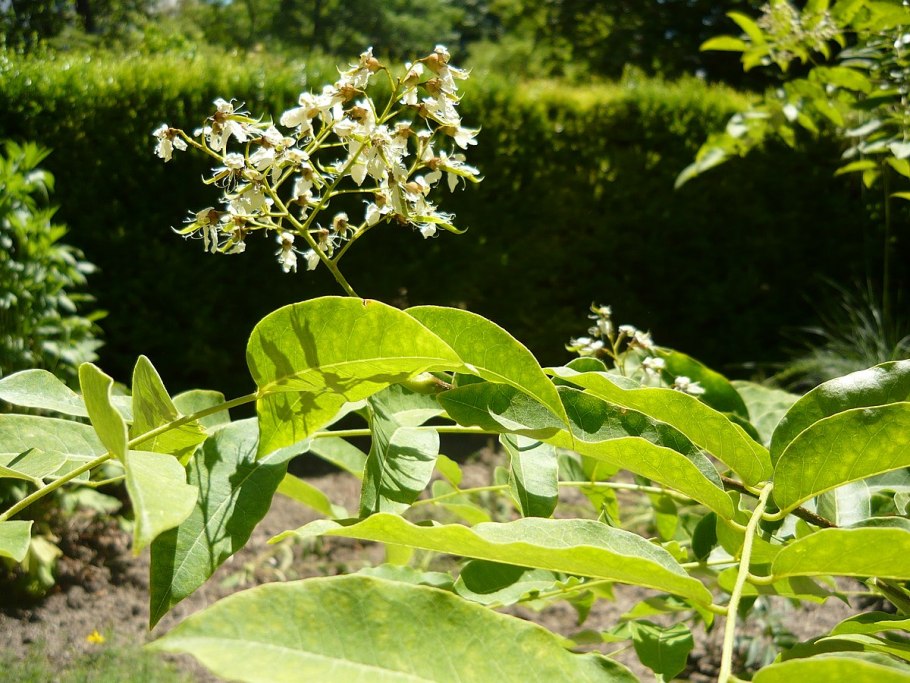 Cladrastis platycarpa