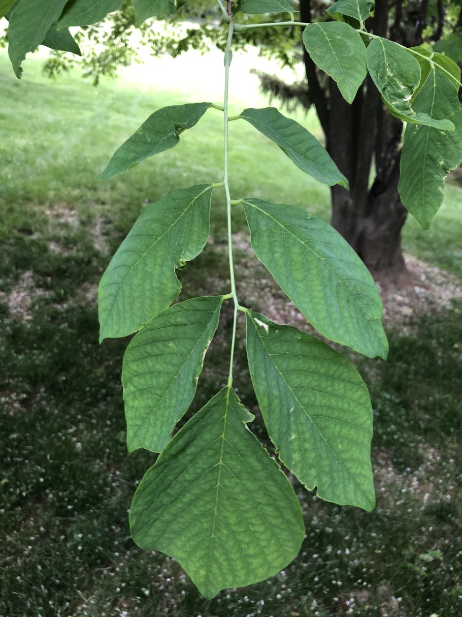 Fraxinus americana листья