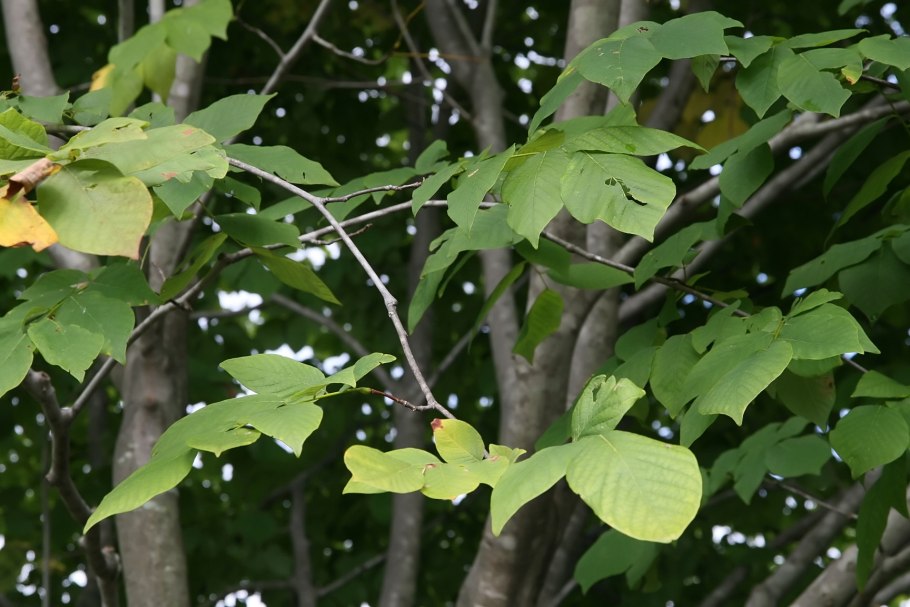 Кладрастис Амурский