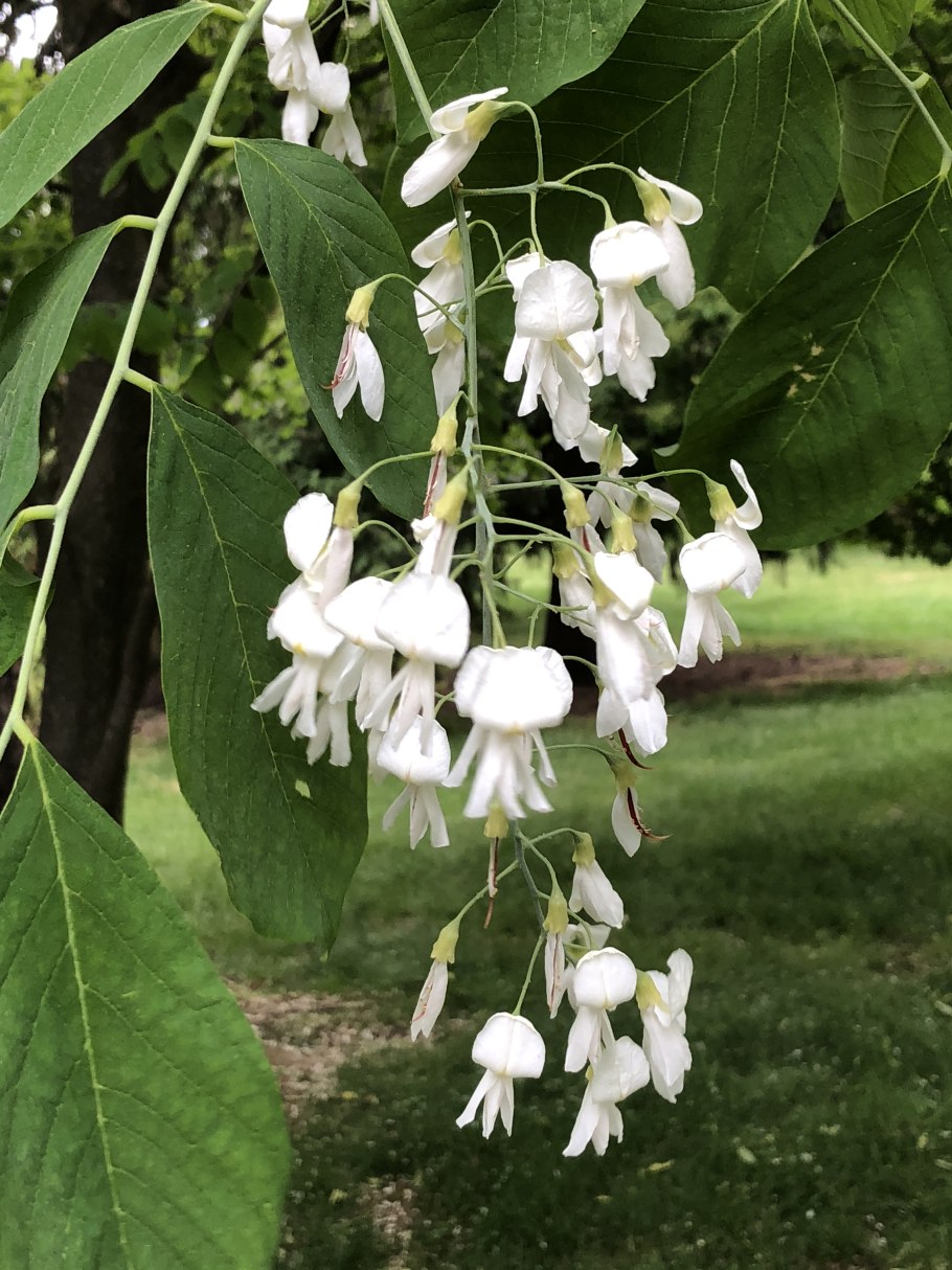 Американская Акация кладрастис