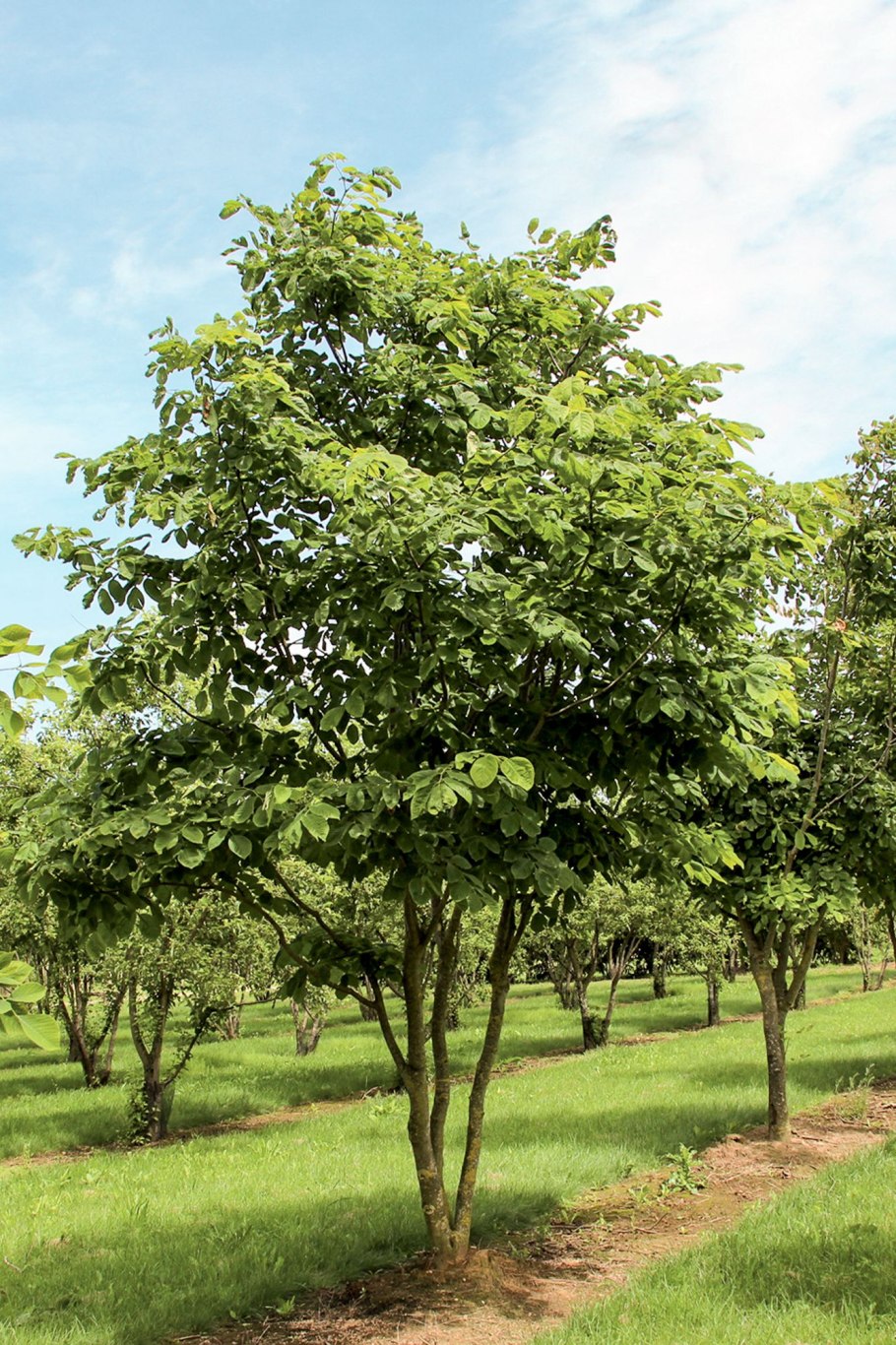 Catalpa bignonioides