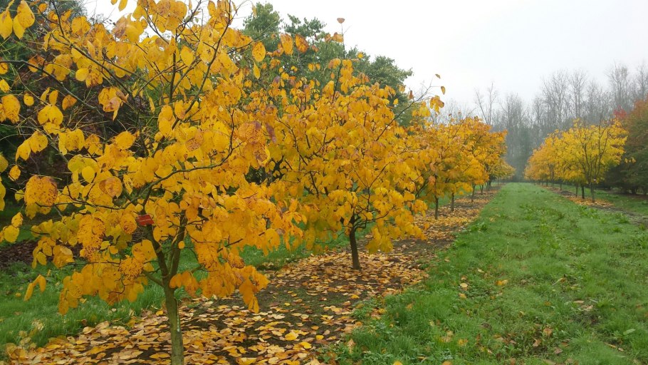Клен зеленокорый дерево