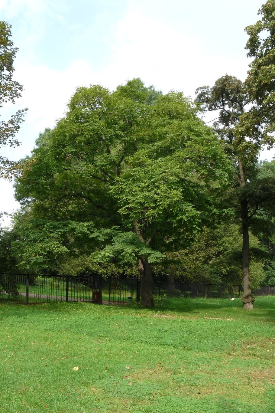 Acer pseudoplatanus