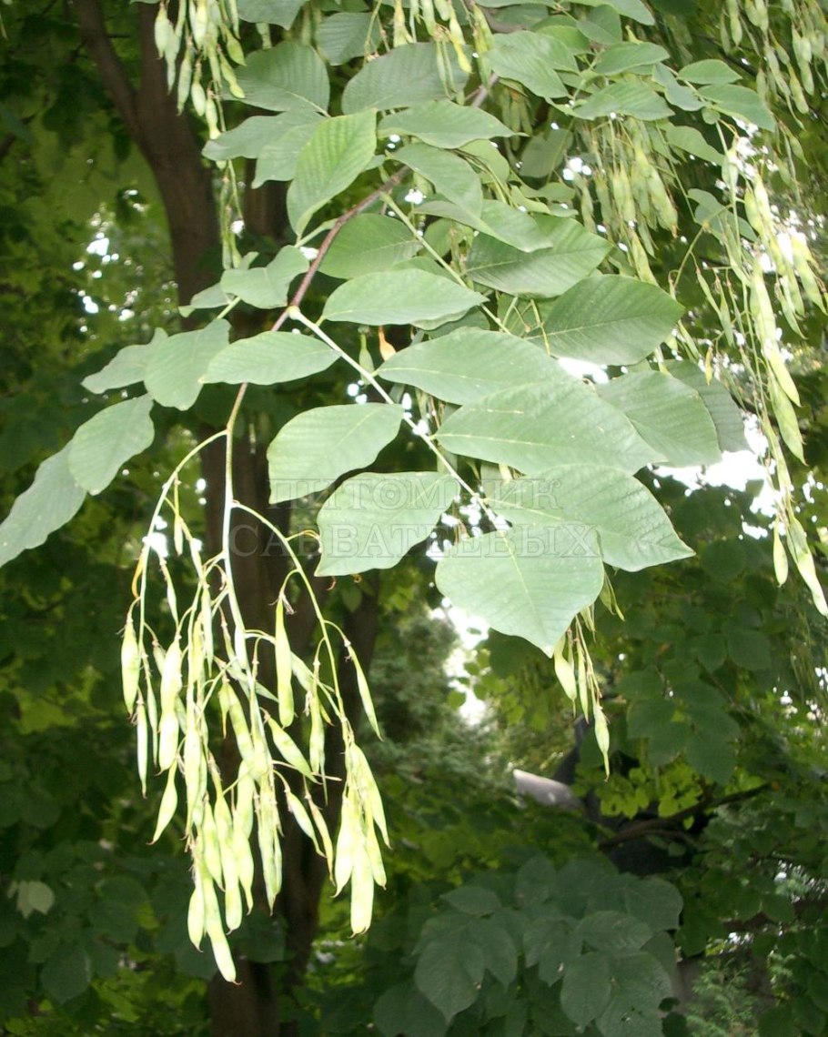 Маакия Амурская куст