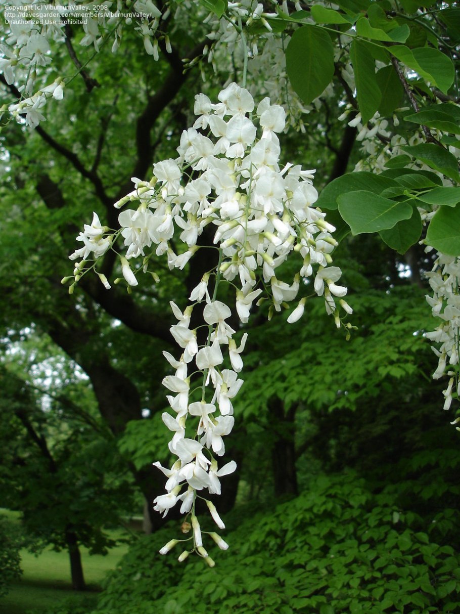 Белая акация