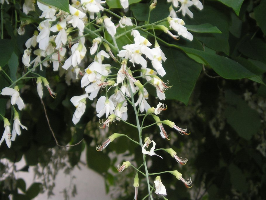 Американская желтая Акация cladrastis lutea