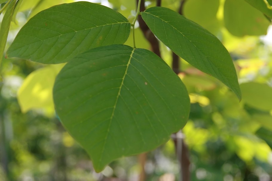 Кладрастис плод