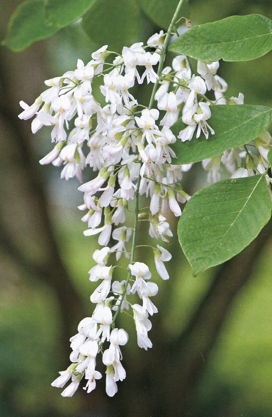 Робиния лжеакация