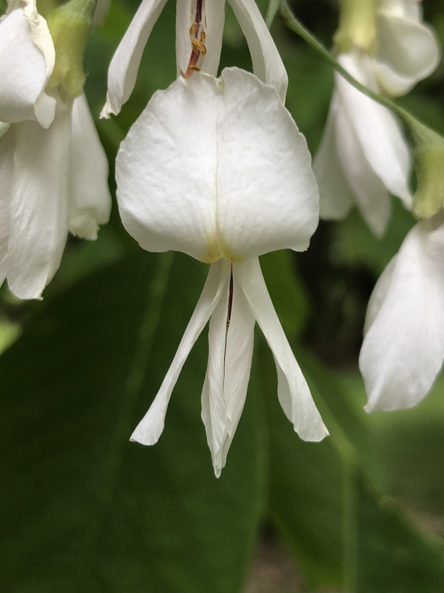 Cladrastis platycarpa