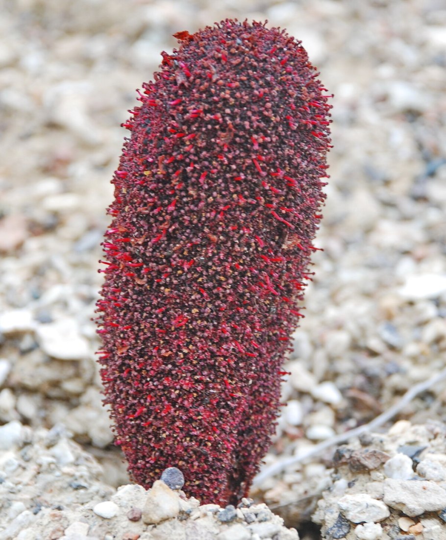 Интересное растение