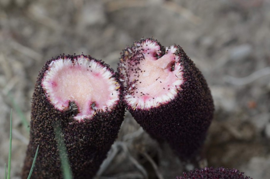 Cynomorium coccineum