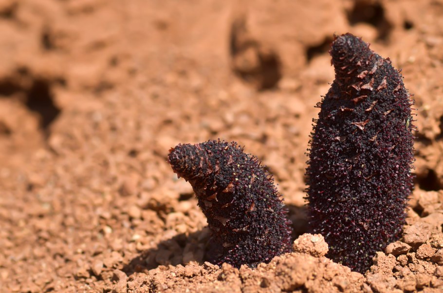 Cynomorium coccineum