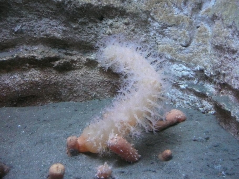 Fusidium coccineum гриб