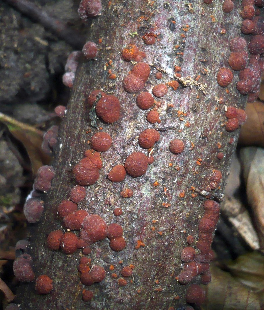 Коралл Veretillum