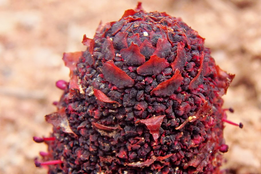 Караллума acutangula