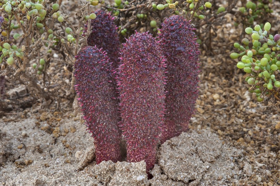 Растение паразит