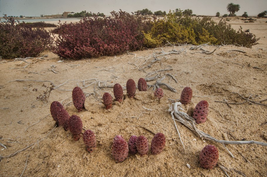 Пустыни растения