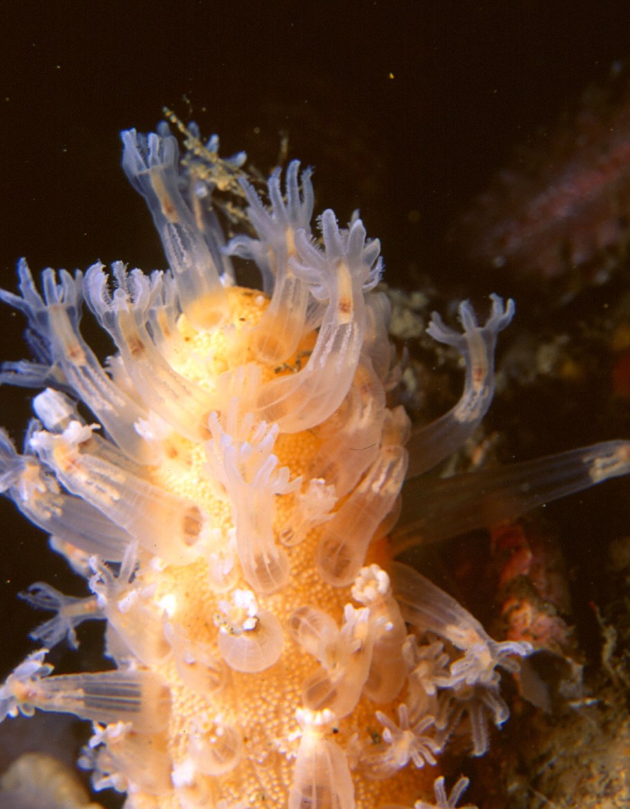 Питомник Багряная осень