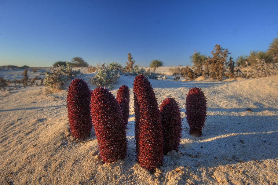 Циноморий багряный