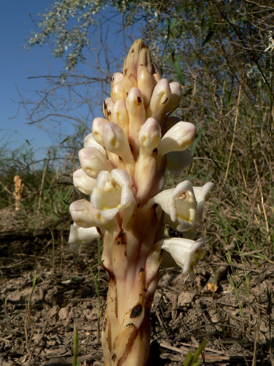 Заразиха растение паразит