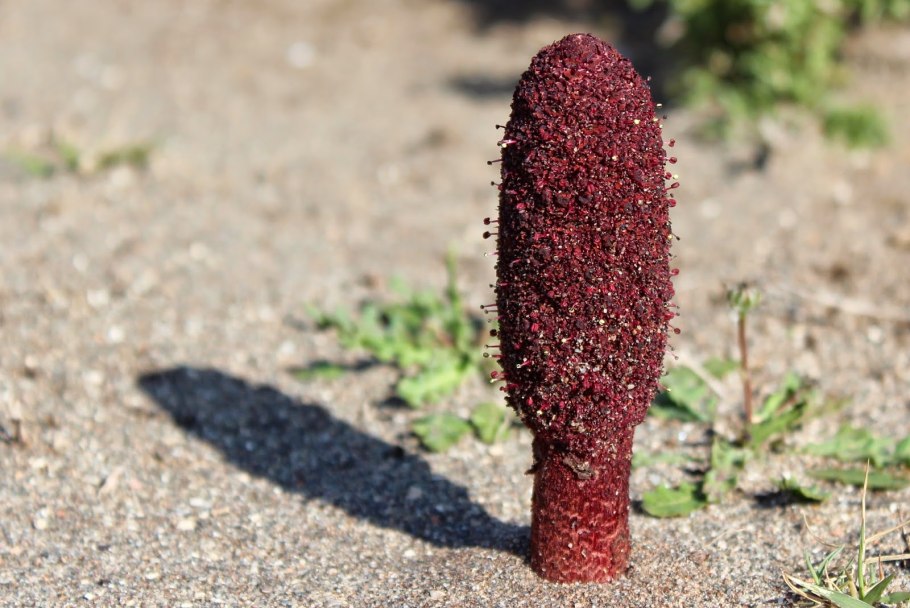 Красивое растение