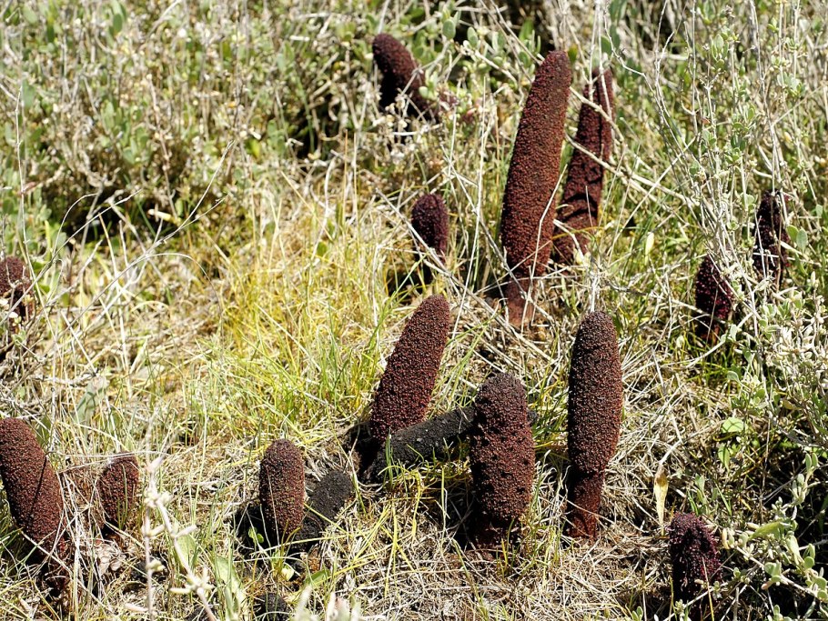 Cynomorium songaricum