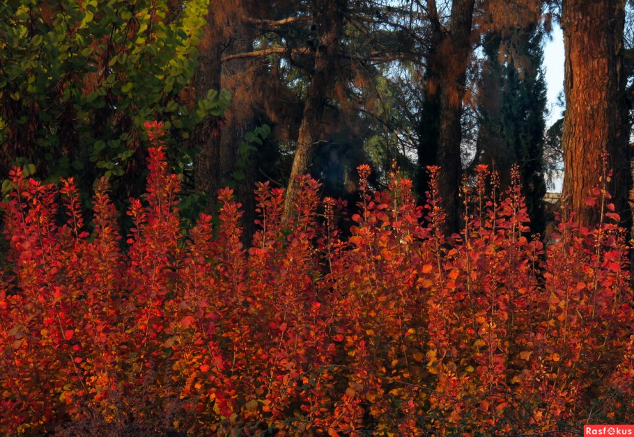 Медицинская пиявка Hirudo medicinalis