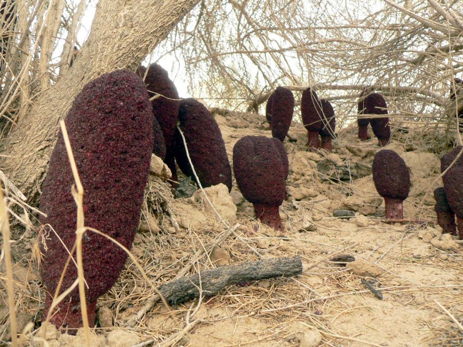 Fusidium coccineum гриб