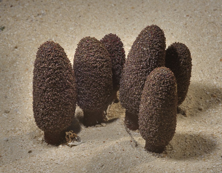 Красивое растение