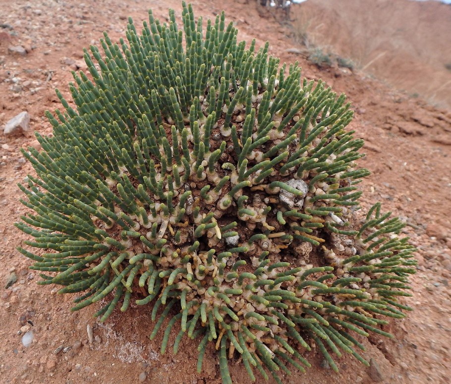 Булавы грибы