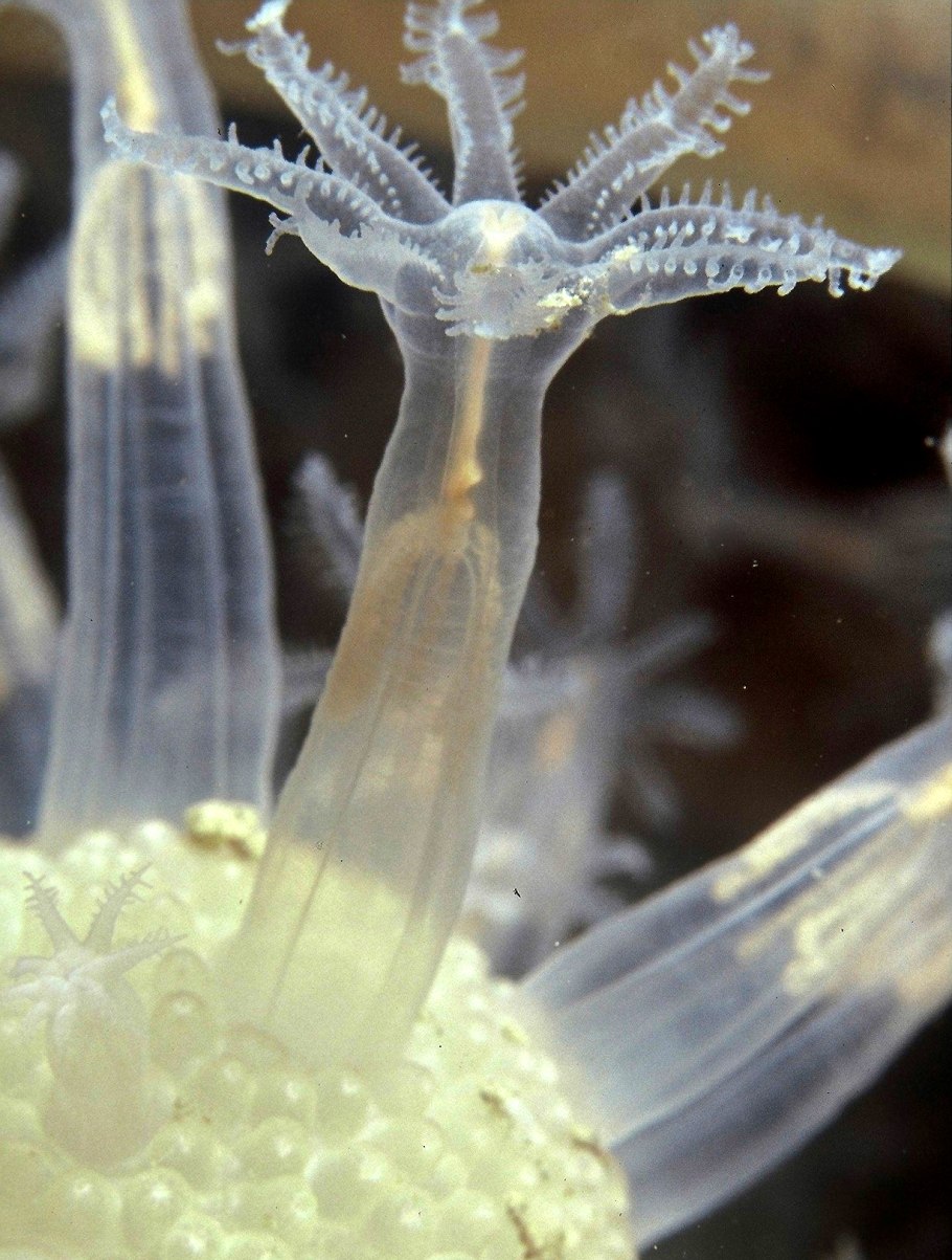 Карбюратор leader pz19jb