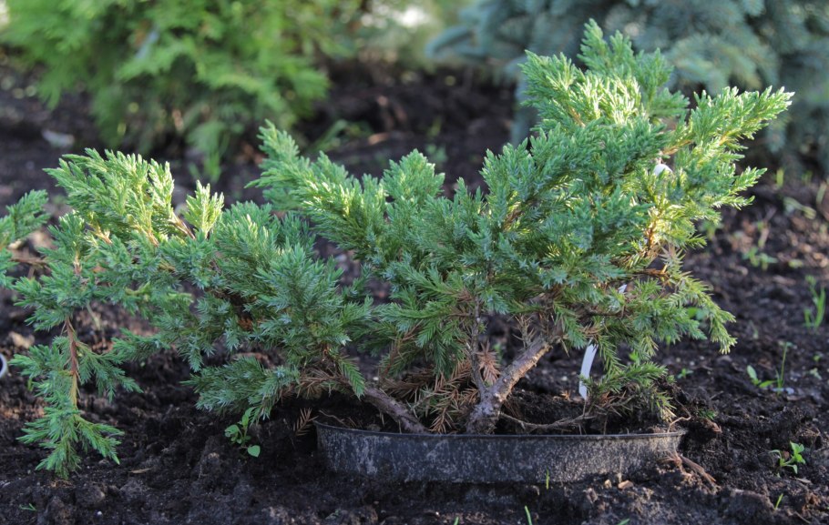 Можжевельник микробиота перекрестнопарная