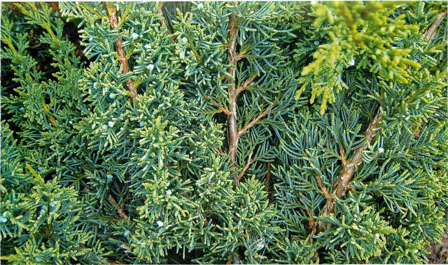 Можжевельник казацкий тама