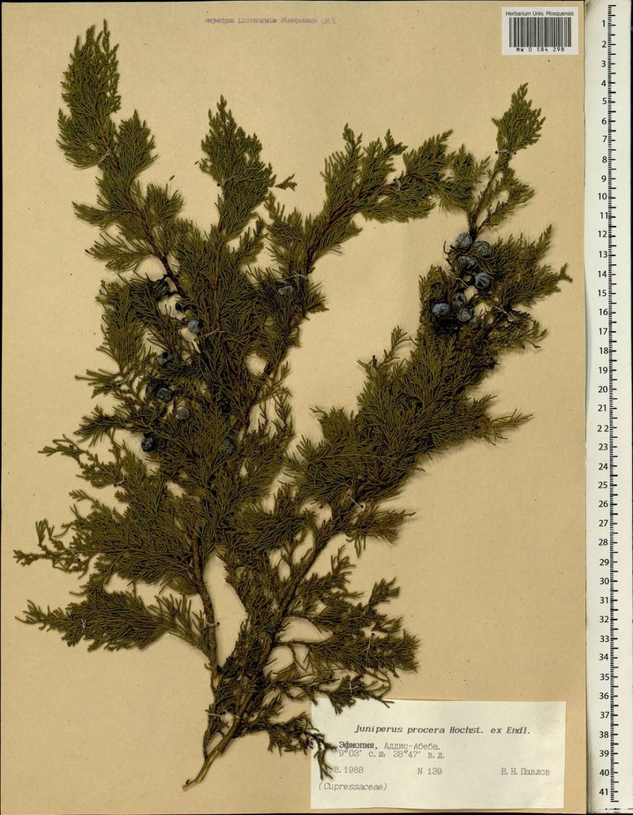 Можжевельник Пфитцериана компакта