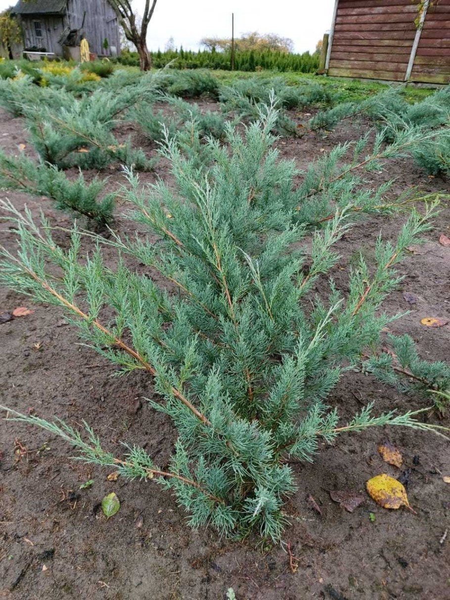 Флориан можжевельник чешуйчатый