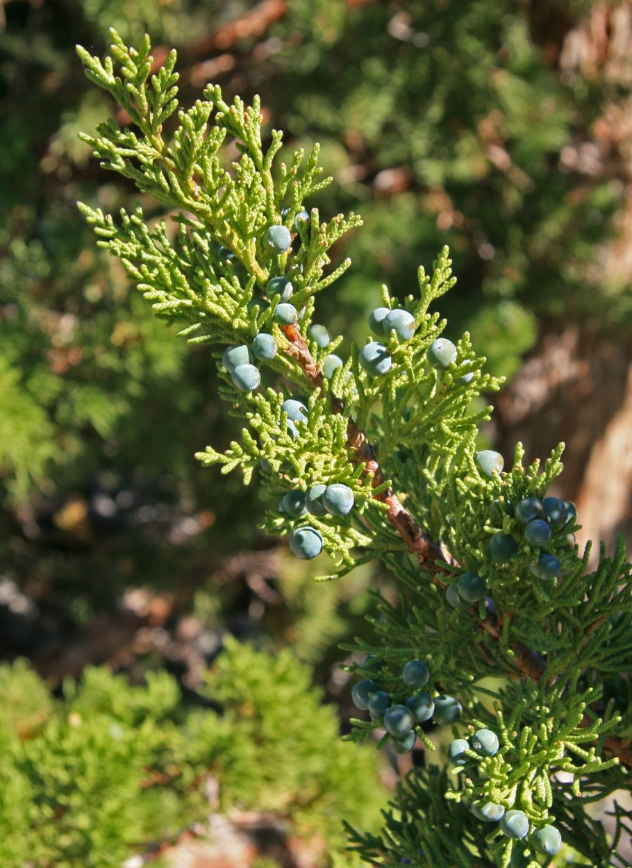 Juniperus occidentalis