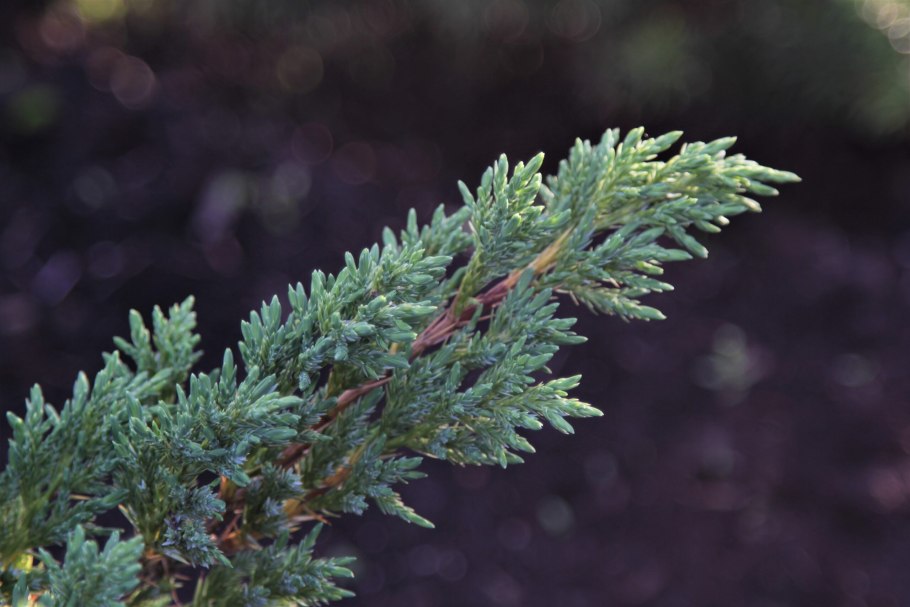 Можжевельник Прокумбенс