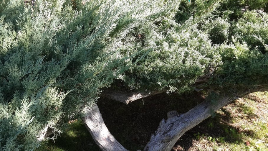 Можжевельник Golden Saucer