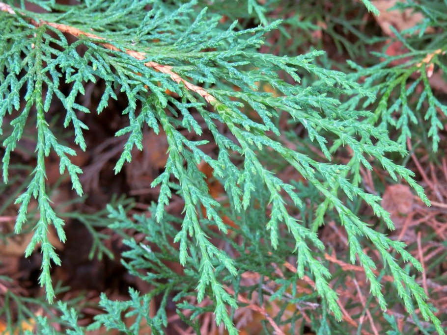 Можжевельник кипарисовидный виргинский