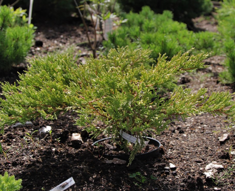 Juniperus horizontalis Neumann select