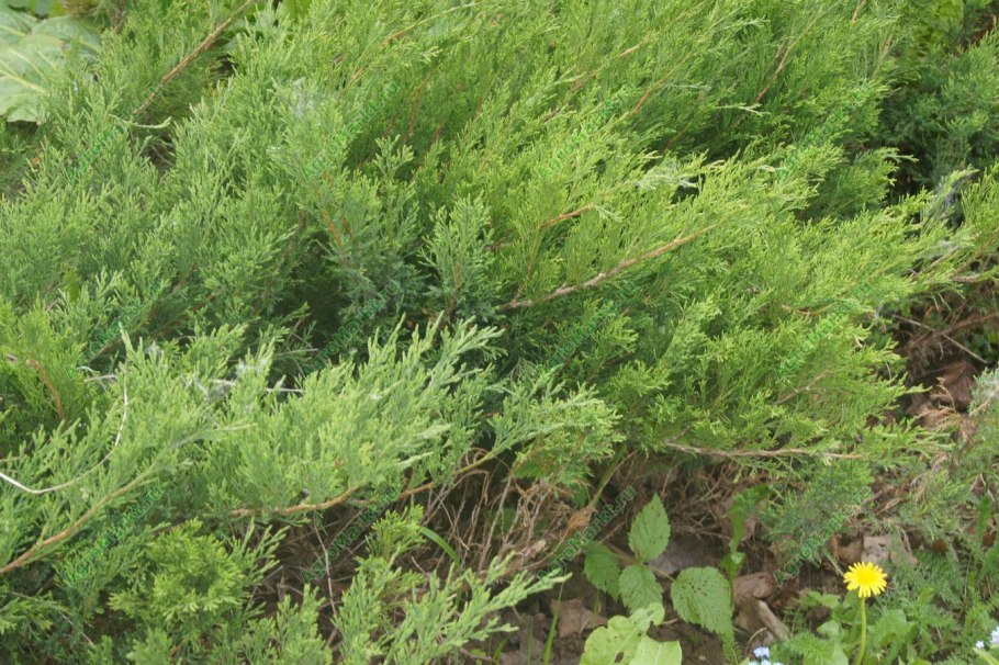 Можжевельник сибирский