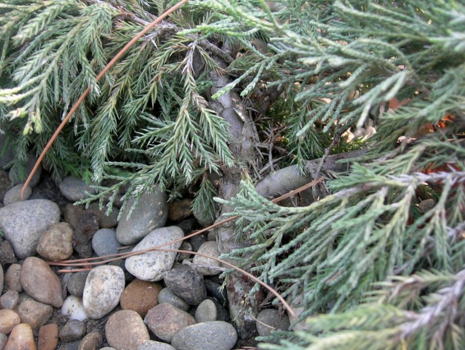 Можжевельник чешуйчатый Холгер