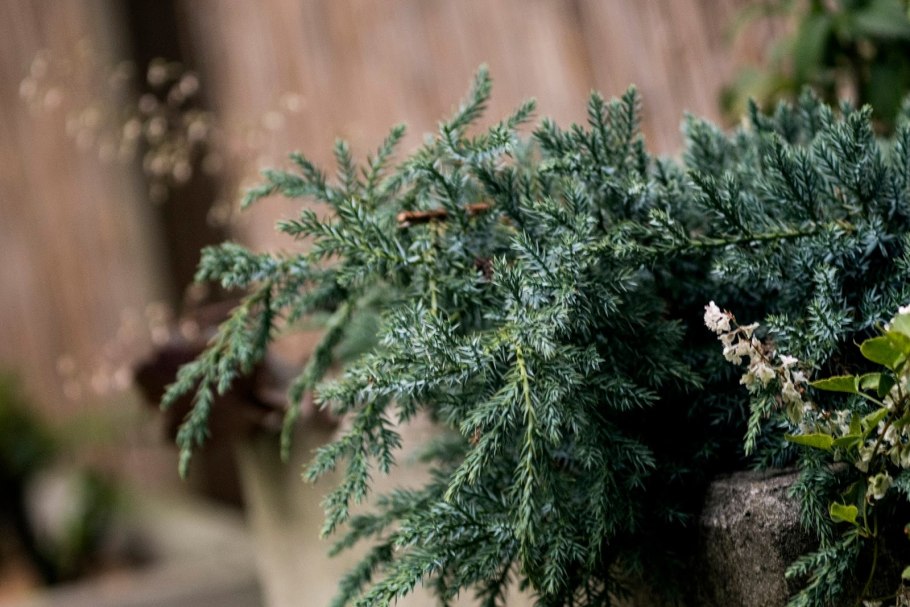 Можжевельник средний Juniperus Media “Mint Julep”