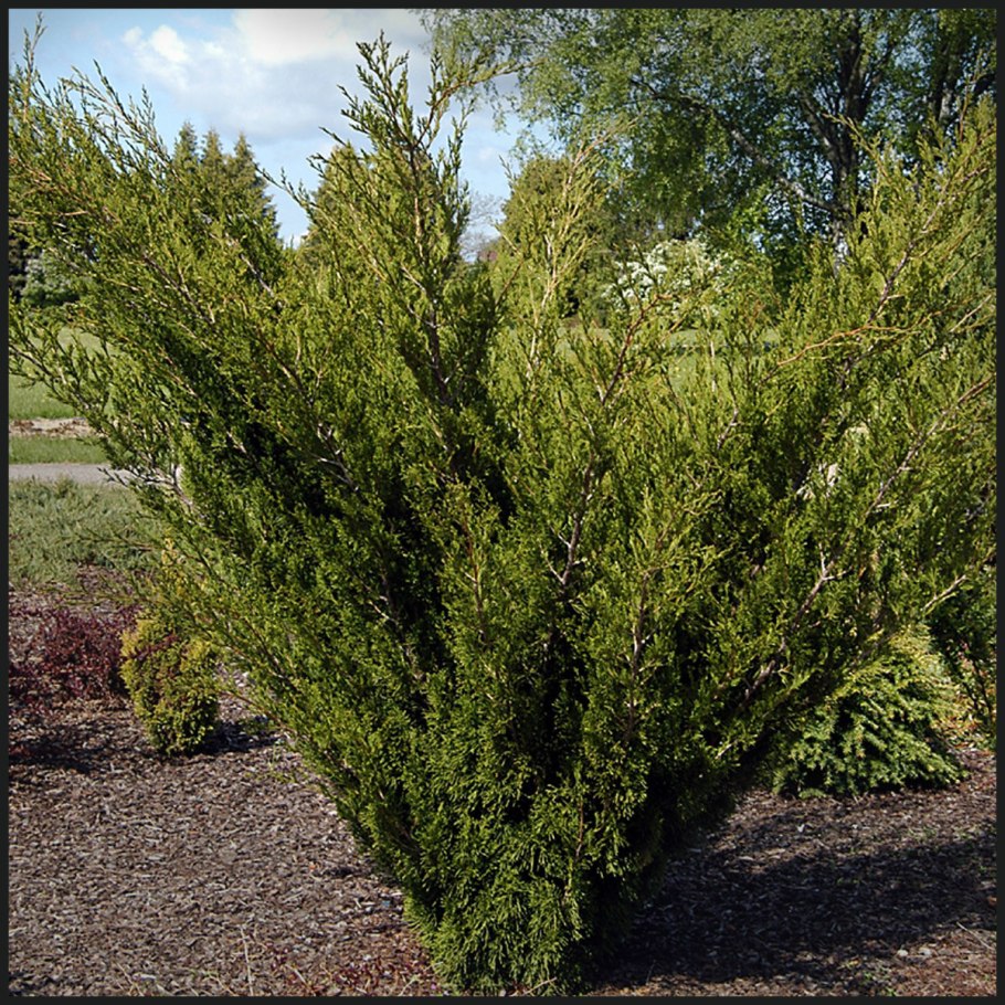 Можжевельник обыкновенный Шишкоягоды